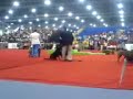 Exposición Mundial Canina Mexico 2007 Parejas Exposición Mundial Canina Mexico 2007 Parejas