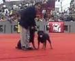 Exposición Mundial Canina Mexico 2007 Parejas