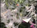 Masdevallia Extravaganza