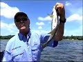 Postspawn Smallmouth Psychology Postspawn Smallmouth Psychology