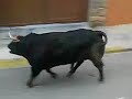 Video Clip toros en españa
