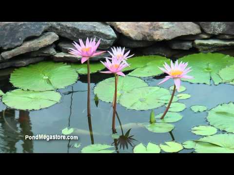 how to fertilize cestrum nocturnum
