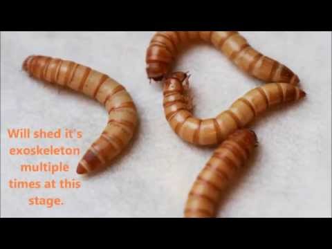 how to get rid of xmas beetles