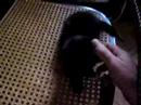 Kittens 5