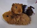 So Cute...Guinea pigs have a bath!