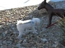 Lucky vs The Burro