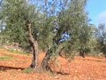 Puesto de Diez. Reclamo 2º celo de nombre sustituto.Parte 3. Puesto de Diez. Reclamo 2º celo de nombre sustituto.Parte 3.