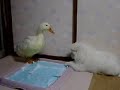あひる＆サモエド