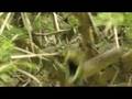 Capture of a black mamba in Baringo (Kenya)