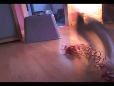 Video 0008