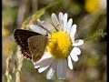 Richard Clayderman Besame Mucho with pictures from Republic of Macedonia Thanks by Village Dolgaec