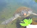Turtle feeding at Satoalepai, Savaii, Samoa Turtle feeding at Satoalepai, Savaii, Samoa