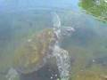 Turtle feeding at Satoalepai, Savaii, Samoa