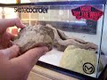 How to setup a ball python tank