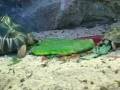 videos de Tortoise of the Day #69