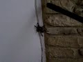 my-pet-spider.html