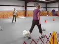 Bo the Papillon does Advanced Rally Obedience