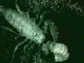 Scorpion sting frenzy Scorpion sting frenzy