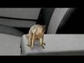 Jeep® TV Commercial with Andy Kim's 'Rock Me Gently'