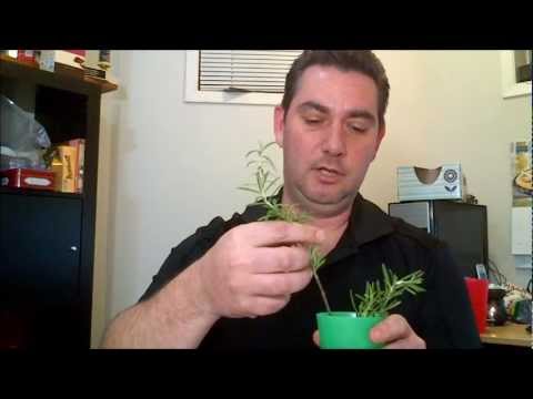 how to replant supermarket herbs