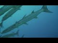 Barracuda