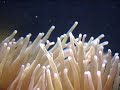 My saltwater aquarium