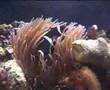 My saltwater aquarium