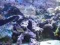 330 Gallon Marine Reef Tank with Big Brother UK Theme Music