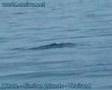Whale at the Similan Islands, Thailand