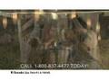 Romantic All-Inclusive Resort Video