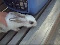 蹓兔子