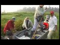 Ikan Terhandal - Haruan [part 1].flv