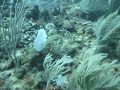 MOV00144