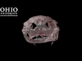 conjoined twin crocs two animals become one...within the head! an unhatched egg of a saltwater crocodile (crocodylus porosus; ouvc 10598) revealed conjoined (siamese) twins: 8 limbs, two tails, 2 necks, 2 brains (kinda-sorta), 4 inner ears, and 1 face. for more, check out : www.ohio.edu or snipurl.com