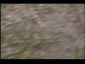 videos de LAS CHIQAS DEE HOI