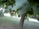 webkinz rare tree