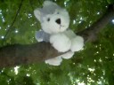 webkinz rare tree
