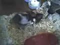 Hamster Sex