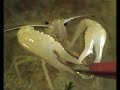 Procambarus clarkii