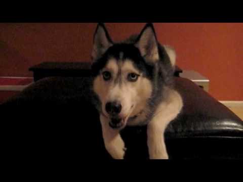 Watch ' Husky diciendo "I love you"'