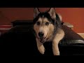 Watch ' Husky diciendo "I love you"'