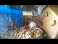 Click here to watch this video Cuteness