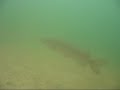 Snoek Snoek