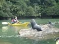 Seals at Abel Tasman - June 05