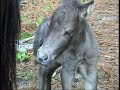 Newborn Miniature Mini Horse Colt - Gary Garrett Newborn Miniature Mini Horse Colt - Gary Garrett