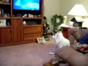 Pablo versus the owl call