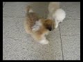 Shih Tzu, Osho y Princesa