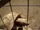 turtles doing the nasty