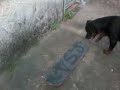 Click here to watch this video Ravena andando de skate (2)