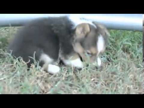AKC Gins Tri colored Boy